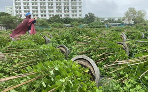 Nông dân Phú Yên khóc ròng vì hoa Tết đổ ngã la liệt trước gió cạnh các tòa nhà cao tầng