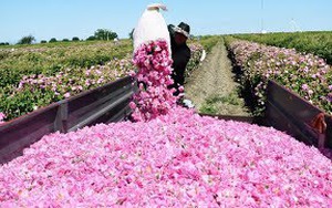 Phương pháp thu hoạch và chế biến tinh dầu hoa hồng trong nhà máy