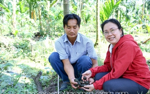 Đào rãnh trong vườn nuôi ốc bươu đen, trên nuôi loài gà cũng đen, nông dân Sóc Trăng có thu nhập &quot;đỏ&quot;