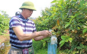 Bắc Giang: Sản phẩm OCOP 4 sao ổi Tân Yên đem lại hiệu quả kinh tế cao cho người dân