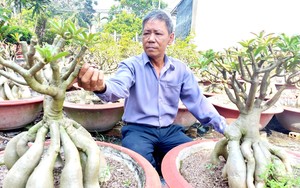 Trồng hoa sứ bonsai “không đụng hàng”, khách ngắm rễ nhiều hơn bông, ông nông dân Sài Gòn phát tài