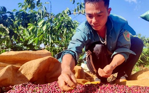 Tây Nguyên: Cà phê được giá, dân chưa kịp mừng đã vội lo