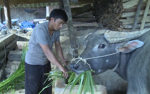 Nông dân vùng cao Lai Châu phòng chống rét, đói cho gia súc