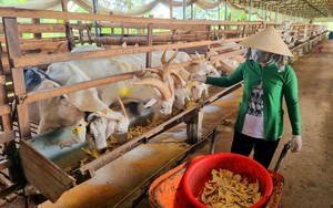 Nữ nông dân Hậu Giang nuôi dê lấy sữa làm nên 3 sản phẩm OCOP  