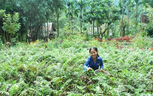 Rau rừng một thời dân Tây Nguyên ăn chống đói, nay ngon hơn cá, thịt, chẳng kém gì bữa ăn nhà giàu