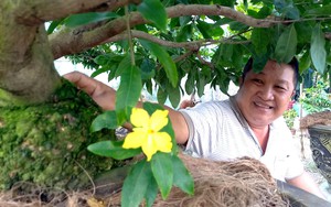 Mai vàng gốc nhớt là mai gì mà ông nông dân Sài Gòn đút túi tiền tỷ chỉ một vụ Tết Nguyên đán?