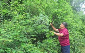 Loại cây nguy hiểm mọc từ Nam tới Bắc, tỉnh nào cũng khuyến cáo người dân phải diệt trừ bằng mọi cách