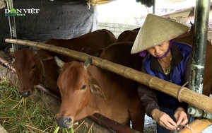 Phú Thọ tăng cường chống rét cho đàn gia súc
