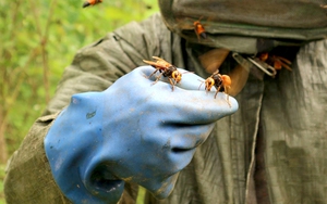 "Thợ săn" Phú Thọ kể chuyện vào rừng già để săn loài ong được mệnh danh là "cơn ác mộng" của biết bao người