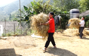 Nông dân vùng cao Lai Châu bảo vệ đàn gia súc trong mùa đông bằng nhiều biện pháp &quot;đặc biệt&quot;