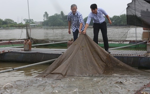 Bắc Ninh: Nuôi cá lồng trên sông tăng, đem lại hiệu quả kinh tế cao 