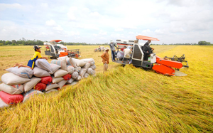Tiếp tục tăng 5 USD/tấn, giá gạo xuất khẩu Việt Nam dẫn đầu thế giới