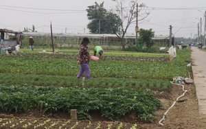 Đà Nẵng: Giá rau xanh tăng cao nhưng nông dân không có hàng để bán, lo thất thu tiền Tết