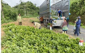 "2 cây - 1 con" giúp nông dân một xã của Lào Cai giàu lên trông thấy