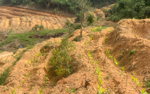 Đắk Lắk: Xin trồng rừng để trồng xen cây cau?