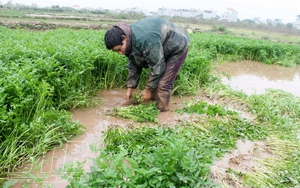Loại rau bình dân &quot;ham nghịch nước&quot; ăn tốt cho sức khỏe, nông dân Thái Bình trồng dưới ruộng &quot;hái&quot; 15 triệu/sào