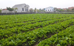 Có gì trong khu vườn của ông nông dân Nghệ An vừa đoạt giải Nhất cuộc thi Vườn chuẩn nông thôn mới đẹp?