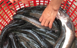 Nuôi cá lóc ham mồi trong vèo lưới, dịp Tết nông dân Sóc Trăng xúc lên hàng tấn, bán 40.000-50.000 đồng/kg