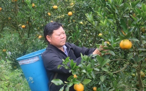 Trồng loại quả đặc sản "xước tí da" thơm khắp đồi, anh nông dân người Pa Dí ở Lào Cai bán đắt hàng