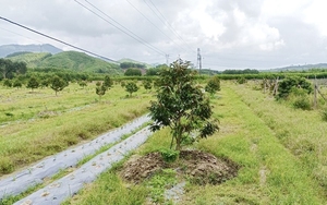 Quảng Ngãi: Chủ đầu tư “biến” đất dự án trồng rau-củ-quả thành cây ăn trái lâu năm ? 