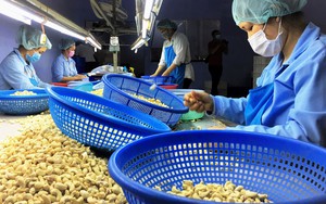 Việt Nam đang là nguồn cung không thể thay thế một loại hạt rất ngon, giàu dưỡng chất cho Mỹ