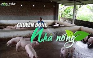 Chuyển động Nhà nông 27/12: Giá heo hơi trong năm 2023 có thể tăng nhẹ lên quanh mốc 60.000 đồng/kg