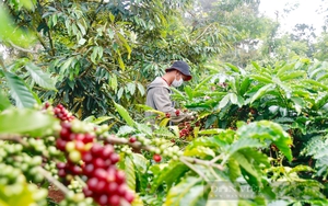 Vừa "gặt hái" hơn 3,7 tỷ USD, dự báo xuất khẩu cà phê sẽ gặp bất lợi