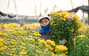 Làng hoa lớn nhất Hà Nội hối hả chuẩn bị phục vụ Rằm tháng Chạp và Tết Nguyên đán