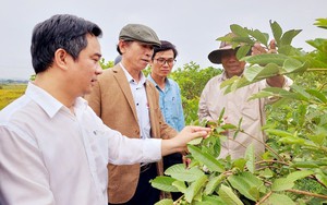 Thừa Thiên Huế có gần 32.000 nông dân triệu phú, tỷ phú 