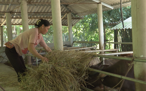 Làm chuồng chăn nuôi, vỗ béo trâu, bò tập trung, nông dân Lai Châu &quot;làm giàu không khó&quot;