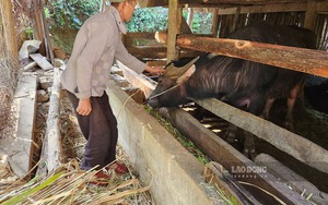 Không &quot;dẫn&quot; được trâu, bò qua cửa khẩu sang Trung Quốc, vỗ béo xong, nông dân Cao Bằng đành bán về đâu?