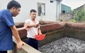 Nuôi cá đặc sản thôn quê dày đặc, đến nhà ông nông dân này ở Quảng Ninh ai xem cũng phục lăn