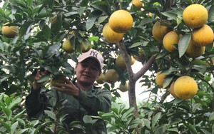 Cả làng ở Nghệ An hối hả cắt loại quả ngon, người mua kẻ bán xôn xao cả vùng trồng