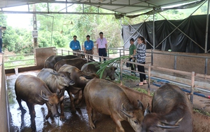 Vay vốn Ngân hàng CSXH nuôi trâu, trồng dứa, hộ nghèo Bắc Giang tăng thu nhập, thành hộ khá