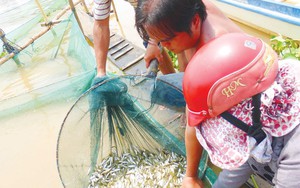 Cá linh non, sản vật mùa nước nổi miền Tây đã về, nước lũ tràn đồng vùng đầu nguồn An Giang - Ảnh 10.