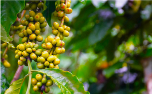 Giá cà phê sẽ ra sao trong những tháng đầu năm 2023 trước biến động cung-cầu?