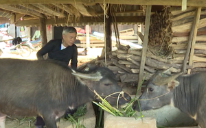 Chủ động phòng chống rét, đói cho gia súc trong mùa đông ở vùng cao Lai Châu