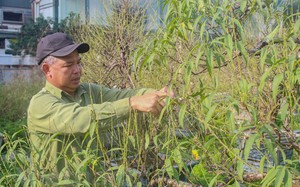 "Thủ phủ" đào Nhật Tân: Hối hả chăm cây cảnh, thấp thỏm "ngóng" thời tiết