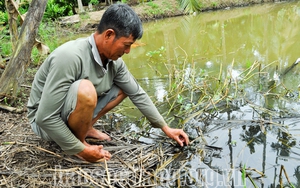 Nuôi ốc gì mà trưa nắng chúng vẫn rủ nhau lên mé bờ &quot;đi chơi&quot;, ông nông dân Sóc Trăng bán đắt hàng?