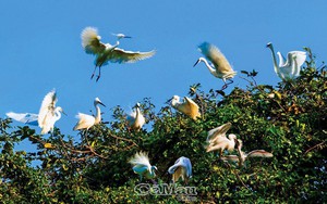 Một khu rừng tràm ở Cà Mau thành sân chim, người dẫn dụ trộn bã cà phê vào thức ăn cho chim trời
