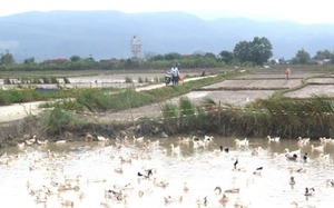 Đây là vật nuôi chạy đồng dân Phú Yên ví như "chiến binh diệt ốc bươu vàng", vì sao ăn thịt lại dai, ngon, ngọt?