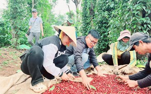 Giá cà phê tăng cao nhất trong 5 năm gần đây, liệu đã tới lúc làm cà phê chất lượng thay vì số lượng?