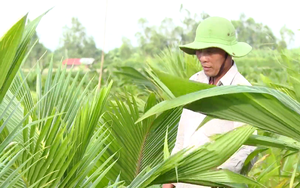 Trồng cây trước hái trái nay vặt đọt, ông nông dân Tiền Giang tưởng làm bừa mà thắng to