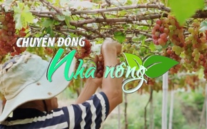 Chuyển động Nhà nông 4/12: Ninh Thuận đăng ký sở hữu trí tuệ nâng tính cạnh tranh cho nông sản
