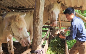 Trồng cỏ nuôi con vật lông trắng, mắt đỏ, một nông dân Hà Giang chắc ăn cả trăm triệu mỗi năm