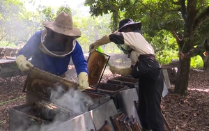 Làm giàu từ nghề nuôi ong lấy mật ở Sông Mã