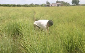 Trồng thứ cây đứng trên bờ nhìn chả khác cỏ dại, nông dân vùng đất nhiễm mặn Tiền Giang lãi gấp 3 lần trồng lúa
