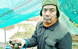 Nhiều người kéo đến xem ông nông dân Ninh Bình nuôi ốc nhồi vượt Đông, năm sau lại kiếm bộn tiền