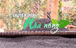 Chuyển động Nhà nông 5/12: Giá tiêu phục hồi trở lại nhờ Trung Quốc đẩy mạnh mua hàng