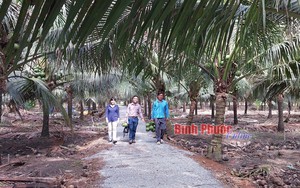 Trồng dừa Indonesia trên đất Bình Phước, nông dân này thu tiền tỷ